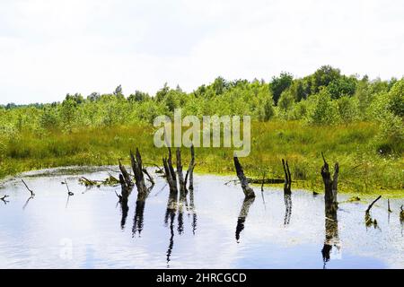 Schöne Aufnahme eines Moors im Naturschutzgebiet Diepholzer Moor bei Diepholz Stockfoto