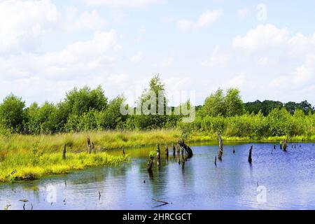 Schöne Aufnahme eines Moors im Naturschutzgebiet Diepholzer Moor bei Diepholz Stockfoto