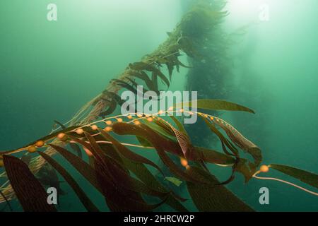 Riesenkelp, Macrocystis pyrifera, off Point Loma, San Diego, Kalifornien, USA (Ostpazifischer Ozean) Stockfoto