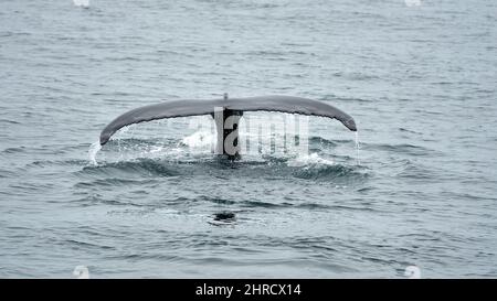 Schöne Aufnahme des Schwanzes eines grauen Wals Stockfoto