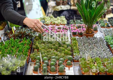 Magdeburg, Deutschland. 25.. Februar 2022. Marco Weihmann von der 'Cactus  Farm Exotica' whlt an seinem Stand