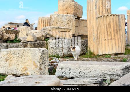 Eine streunende Katze wandert durch die antiken Ruinen und Säulen am Parthenon auf dem Akropolis-Hügel in Athen, Griechenland. Stockfoto