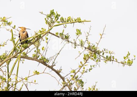 Ein erwachsener eurasischer Wiedehopf (Upupa epops), der in der Morgensonne in Kenia auf einem Baumzweig thront. Stockfoto