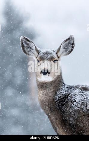 Maultier-Hirsch, Montana, Winter, Schneefall Stockfoto