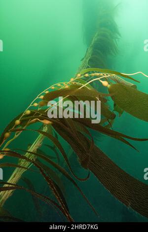 Riesenkelp, Macrocystis pyrifera, off Point Loma, San Diego, Kalifornien, USA (Ostpazifischer Ozean) Stockfoto