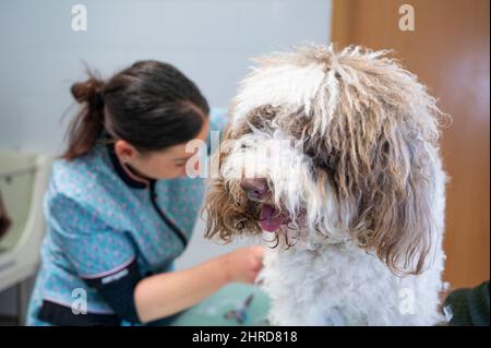 Junge Hündin, die an einem spanischen Wasserhunde-Haar arbeitet Stockfoto