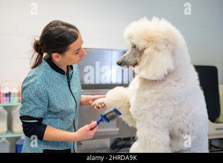 Junge Frau, die einen riesigen weißen Pudel kämmt, macht Augenkontakt Stockfoto