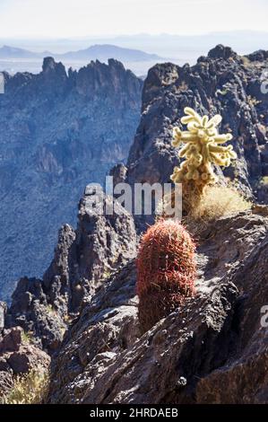 cholla und Fasskaktus wachsen auf einem felsigen Bergrücken in den Whipple Mountains in Kalifornien Stockfoto