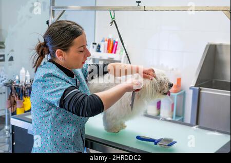 Junge Frau Hund Groomer Entfernen Knoten aus dem Ohr zu einem kleinen weißen Maltese Stockfoto