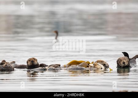 Ein Floß kalifornischer Seeotter, Enhyrdra lutris nereis. Ruhen Sie sich aus, während Sie in riesigen Seetang gehüllt sind, der sie davon abhält, wegzutreiben; Morro Bay, Kalifornien Stockfoto
