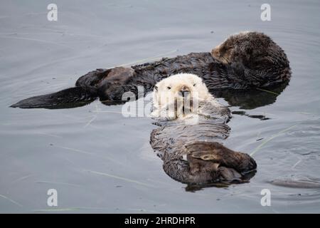 Kalifornische Seeotter, Enhyrdra lutris nereis ( bedrohte Arten ), die sich während des Schwimmens über einem Seegrasbett ausruhen, Morro Bay, Kalifornien, USA Stockfoto