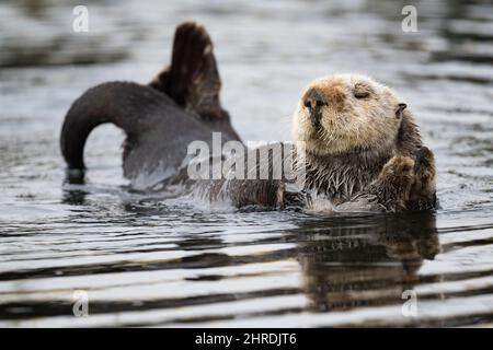 California Sea Otter, Enhyrdra lutris nereis ( bedrohte Arten ), Morro Bay, California, USA ( Eastern Pacific Ocean ) Stockfoto