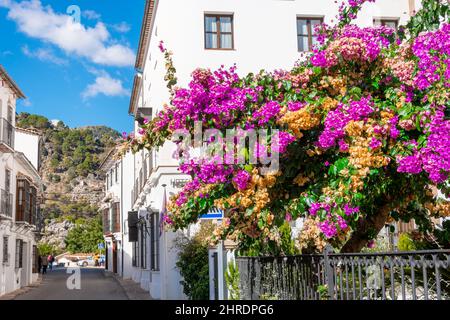 Eine wunderschöne blühende Ebene mit rosa magentafarbenen und orangen Blütenblättern entlang einer Straße im historischen weißen Dorf Grazalema, Spanien, im andalusischen Teil Stockfoto