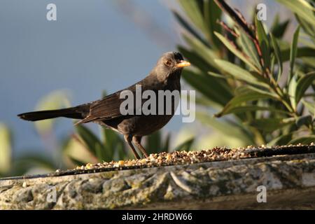 Schöne Aufnahme einer Amsel Stockfoto
