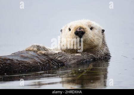 Kalifornischer Seeotter, Enhyrdra lutris nereis (bedrohte Arten), schwimmend auf der Oberfläche der Bucht, Morro Bay, Kalifornien, USA Stockfoto