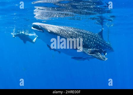 Nahaufnahme eines Walhais mit einem Mann, der im Hintergrund im kristallklaren Wasser schnorchelt Stockfoto