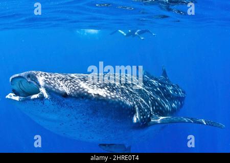 Nahaufnahme eines Walhais mit einem Mann, der im Hintergrund im kristallklaren Wasser schnorchelt Stockfoto
