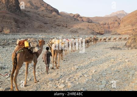 Kamelkarawane, Wadi Saba Canyons, Danakil-Depression, Afar, Äthiopien Stockfoto