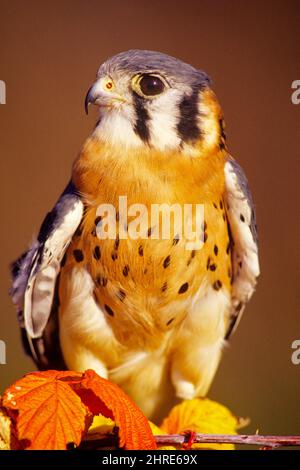 2000S NETTER JUNGER UNREIFER AMERIKANISCHER KESTREL FALCO SPARVERIUS DER KLEINSTE UND HÄUFIGSTE FALCON IN NORDAMERIKA - KB31920 RSS001 HARS OLD FASHIONED Stockfoto