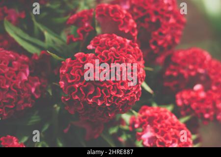 Echte Schönheit Natur Hintergrund. Celosia argentea cristata cockscomb crested Tropical Flower Bloom Blüte. Bepflanzten Tempelgarten. Bordeaux-rote Klarinette Stockfoto