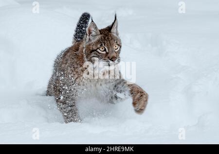 Sibirischer Luchs; Luchs Luchs wrangeli; Asien Stockfoto