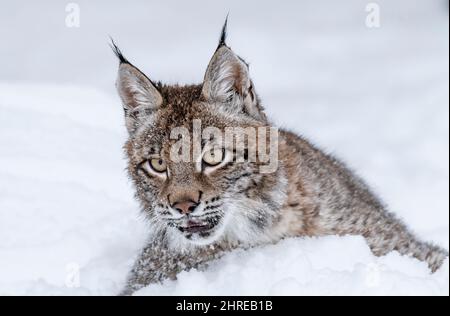 Sibirischer Luchs; Luchs Luchs wrangeli; Asien Stockfoto