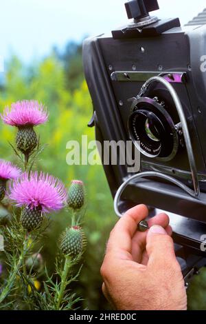 1970S NUR DIE HAND DES FOTOGRAFEN DRÜCKT AUF DEN AUSLÖSER, UM DAS KAMERABILD AUF DIE BLÜTEN DER THISTLE-BLUME ZU FOKUSSIEREN - KK81 ABE001 HARS BERUF SHUTTER GESCHICKLICHKEIT AKTIVITÄT UNTERHALTUNG BERUF FÄHIGKEITEN ENTDECKUNG HOBBY INTERESSE UND KARRIERE HOBBYS WISSEN ZEITVERTREIB ARBEIT VERGNÜGEN AUF BESCHÄFTIGUNG BERUFE VERBINDUNG PHANTASIE INFRASTRUKTUR MITARBEITER DRÜCKEN SCHNAPPBLÜTEN KREATIVITÄT KONZENTRIERT WACHSTUM PRÄZISION ENTSPANNUNG AMATEUR KABEL GENUSS HÄNDE NUR ALT ARBEITEN MODISCH Stockfoto