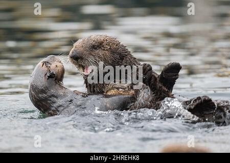 Kalifornische Seeotter, Enhyrdra lutris nereis ( bedrohte Arten ), schützende Mutter warnt verspielte Jugendliche vor Welpen, die auf der Brust gehalten werden, Morro Bay Stockfoto