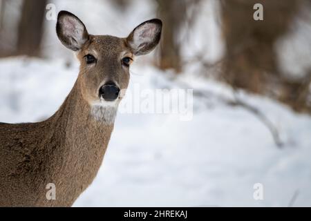 Weißschwanzhirse im Winter, im Schnee Stockfoto