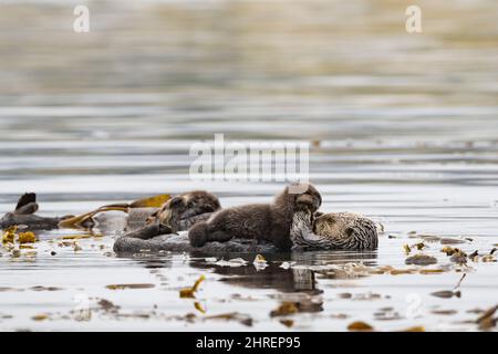 Kalifornische Seeotter, Enhyrdra lutris nereis ( bedrohte Arten ), Mutter, die Welpen während der Ruhephase im Seetang-Bett, Morro Bay, Kalifornien, USA, pflegt Stockfoto