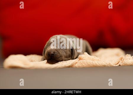 Selektiver Fokus eines entzückenden braunen Weimaraner Puppy, der sich auf ein Tuch legt Stockfoto