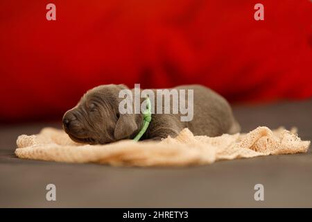 Selektiver Fokus eines braunen kleinen Weimaraner Puppy, der auf dem Tuch schläft Stockfoto