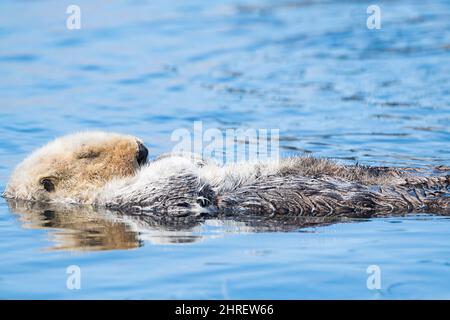 Kalifornischer Seeotter, Enhyrdra lutris nereis ( bedrohte Arten ), an der Oberfläche schlafend, Morro Bay, California, Vereinigte Staaten ( Ostpazifik ) Stockfoto