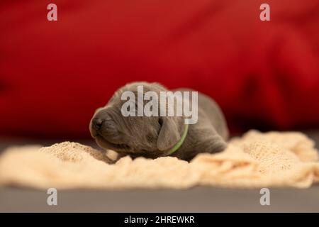 Selektiver Fokus eines Schlafes neugeborenen Weimaraner-Hundes Stockfoto