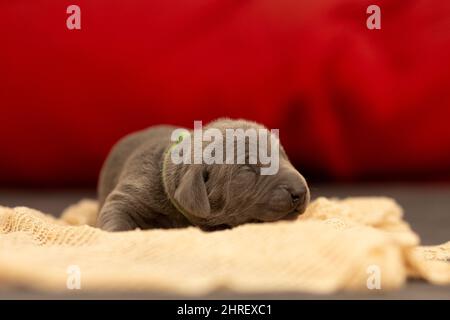 Selektiver Fokus eines niedlichen kleinen braunen Weimaraner Hundes auf dem Boden Stockfoto