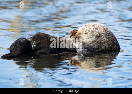 California Sea Otter, Enhyrdra lutris nereis ( bedrohte Arten ), Morro Bay, California, USA ( Eastern Pacific Ocean ) Stockfoto