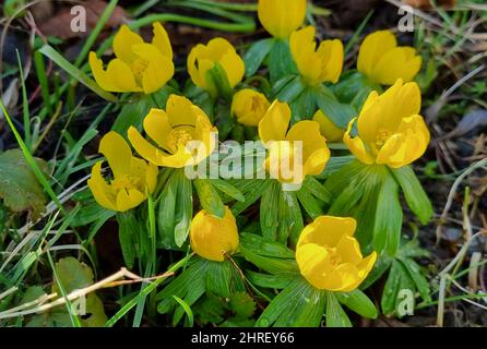 Erste Blumen. Eranthis hyemalis ist eine Pflanze, die in Europa gefunden wird Stockfoto