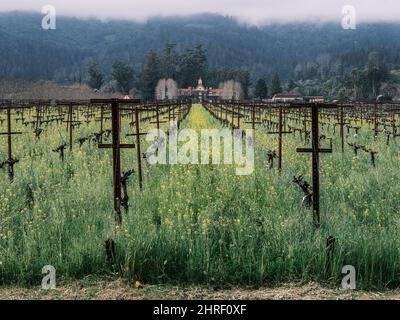 Eine stimmungsvolle Weinbergslandschaft mit Senfblüten im Vordergrund. Napa Valley, Kalifornien. Stockfoto