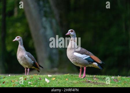 Schöne Aufnahme der beiden ägyptischen Gänse Stockfoto