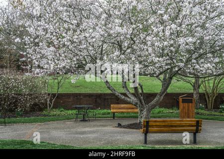 Leere Holzbänke unter einem blühenden Apfelbaum im Park Stockfoto