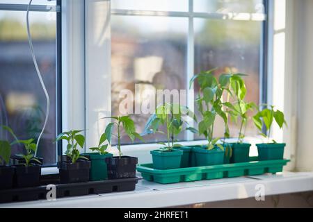 Tomatensämlinge auf der Fensterbank. Wachsende Setzlinge zu Hause. Frühjahrspflanzung von frühen Ernten. Stockfoto