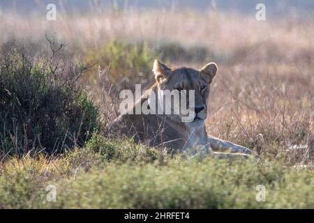 Eine afrikanische Löwin liegt im Gras Stockfoto