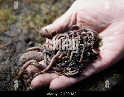 Hände, die Würmer mit Erde halten. Ein Bauer, der eine Gruppe Regenwürmer in seinen Händen zeigt. Herstellung von Vermicompost aus Haushaltsabfällen. Stockfoto