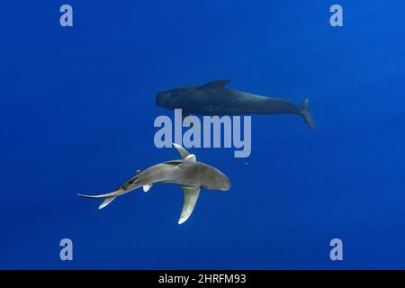 Ozeanischer Weißspitzenhai, vom Aussterben bedrohte Arten (IUCN), der eine Gruppe kurzflockiger Pilotwale begleitet, Globicephala macrorhynchus, Kona Hawaii Stockfoto