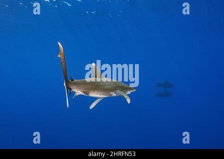 Ozeanischer Weißspitzenhai, vom Aussterben bedrohte Arten (IUCN), der einer Schote von Kurzflossen-Pilotwalen, Globicephala macrorhynchus, vor dem Norden folgt Stockfoto