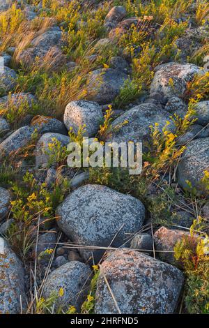 Moos und Gras bedecken die Lücken zwischen den an der Küste liegenden Felsbrocken. Nordeuropa. Stockfoto