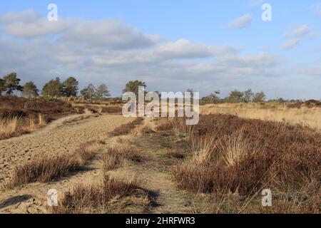 Wunderschöne Landschaft des Naturparks 'Kalmthoutse Heide' in Belgien mit Heide, Dünen, Wald und Moor im Herbst Stockfoto