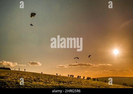 Devils Dyke, Brighton, East Sussex, Großbritannien. 25.. Februar 2022. Das Hochdrucksystem sieht ruhigere Bedingungen. Sanfte Winde aus dem Norden bringen Gleitschirmflieger zum herrlichen South Downs-Gelände nördlich von Brighton. Weidende Rinder wurden als Silhouetten dargestellt, wenn die Sonne am Ende eines Frühlings wie an einem Tag sinkt und Piloten darüber schweben. Kredit: David Burr/Alamy Live Nachrichten Stockfoto