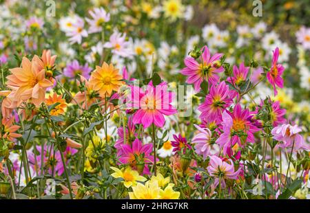 Nahaufnahme einer Gruppe von bunten Dahlia Pinnata Blumen in einem Garten Stockfoto