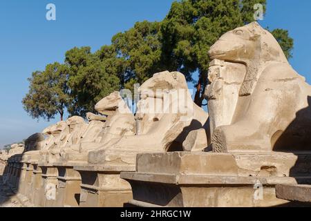 Foto einer Sphinxallee mit Widderkopf, Karnak-Tempel, Ägypten Stockfoto
